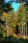 bezkicka0619_small.jpg